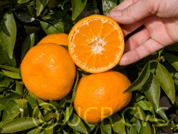 Avana apireno mandarin crc4163004