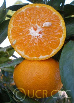 Avana tardivo di Ciaculli mandarin crc4162003