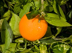 Bahianinha Araras navel orange crc4168001