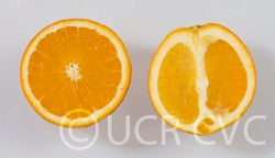 Bahianinha Araras navel orange crc4168002