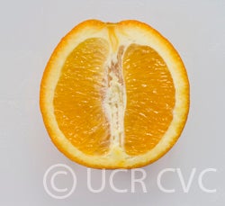 Bahianinha SRA 513 navel orange crc4167002