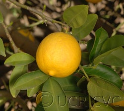 Bahman Persian CVC4174005