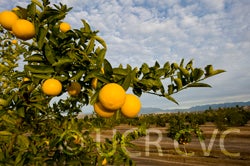 Bahman Persian CVC4174002