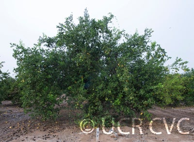 Bakrai mandarin x limetta hybrid CRC3776001