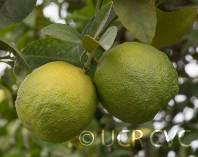 Bakrai mandarin x limetta hybrid CRC3776007