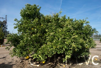 Banokan pummelo CRC3950002