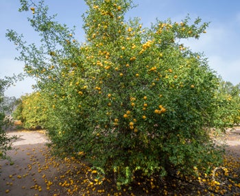 Barnes trifoliate CRC2554001