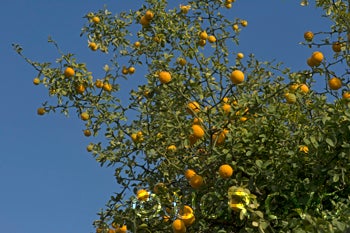 Barnes trifoliate CRC2554002