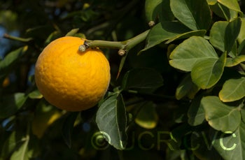 Barnes trifoliate CRC2554003