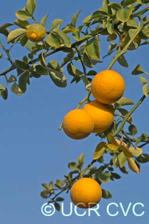 Barnes trifoliate CRC2554004