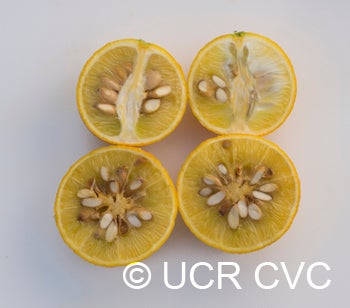 Barnes trifoliate CRC2554005