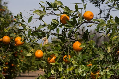 Batangas mandarin CRC3659008