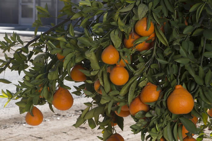 Baygold tangelo CRC4186006