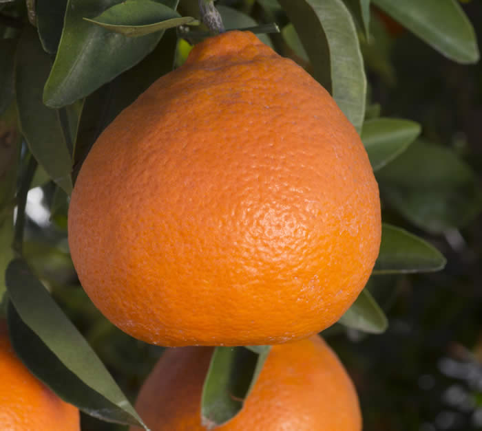 Baygold tangelo CRC4186007