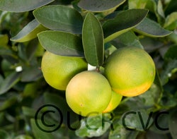 Bearss lime CRC3772002