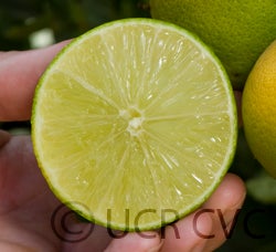 Bearss lime CRC3772004