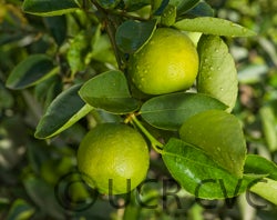 Bearss lime CRC3772005