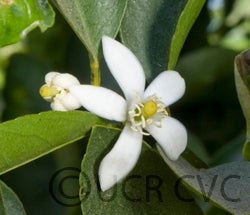 Bearss lime CRC3772007