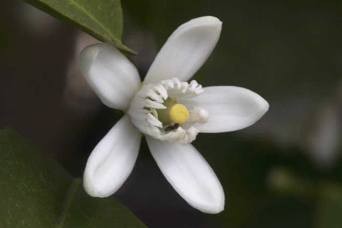 Bearss lime CRC3772010