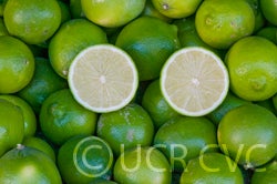 Bearss lime CRC3772001