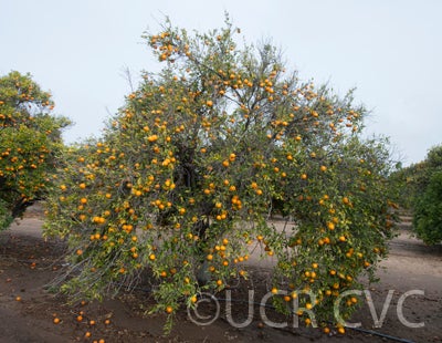 Beledy mandarin CRC3363002