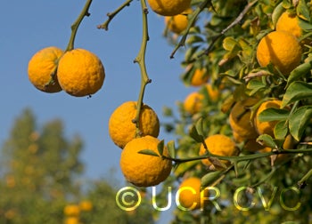 Benecke trifoliate CRC3338004