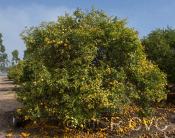 BenoittrifoliateCRC3547001