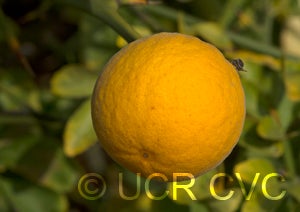 BenoittrifoliateCRC3547005