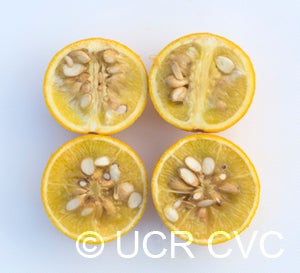 BenoittrifoliateCRC3547006