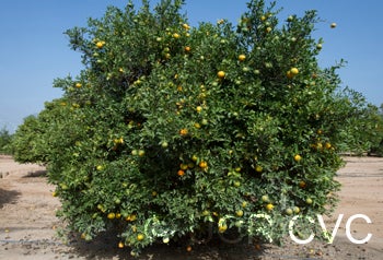 ​ BentoncitrangeCRC3908002