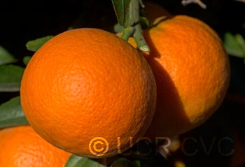 BentoncitrangeCRC3908006