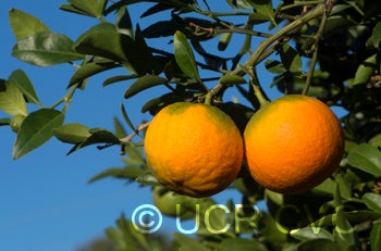 ​ BentoncitrangeCRC3908009