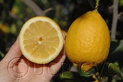 Bergamotto18 CVC3506004