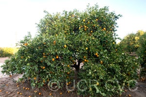 BernasweetorangeCRC3272002