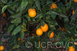 BernasweetorangeCRC3272003