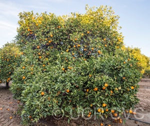 BessiesweetorangeCRC1693001