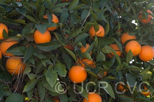 BessiesweetorangeCRC1693003