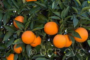 BessiesweetorangeCRC245003