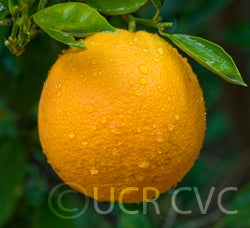 BeynavelorangeCRC3406002