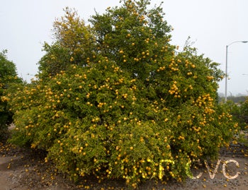 BigLeaftrifoliateCRC4006003