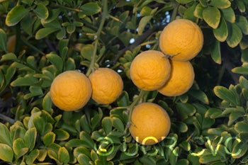 BigLeaftrifoliateCRC4006004