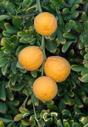 BigLeaftrifoliateCRC4006006