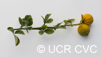 BigLeaftrifoliateCRC4006007