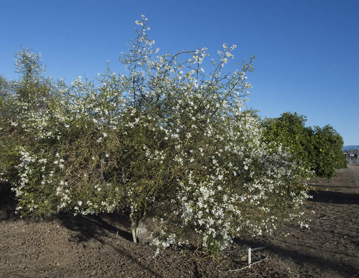 BigLeaftrifoliateCRC4006009