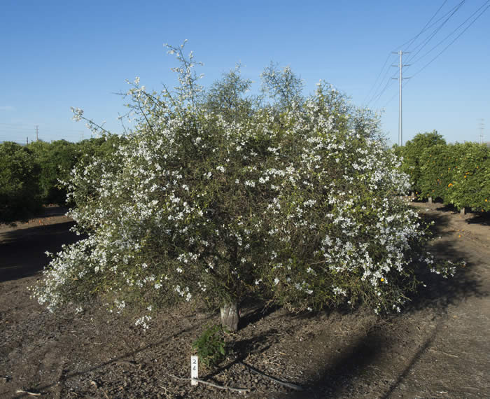 BigLeaftrifoliateCRC4006010