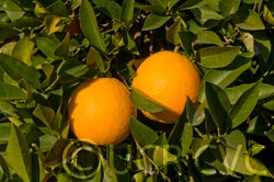 BiondoCommunesweetorangeCRC3866002