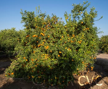 BishopRedRangpurlimeCRC2451001