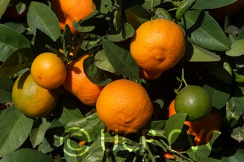 BishopRedRangpurlimeCRC2451003