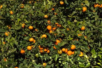 BishopRedRangpurlimeCRC2451007