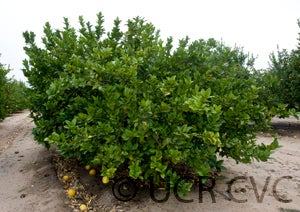 BitrounilemonhybridCRC3265001